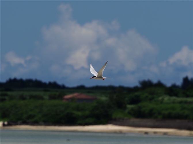 xjAWTV,Roseate Tern